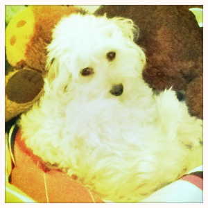 Hip 333838166.575918