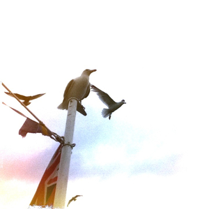 Hip 335208268.295501