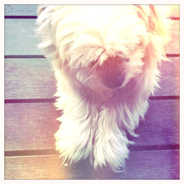 Hip 335164905.309373