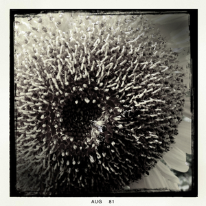 Hip 335284270.227126