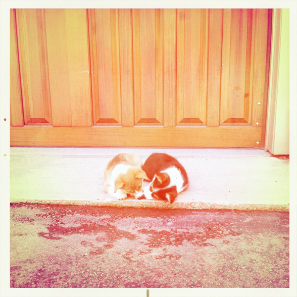 Hip 335290516.088422