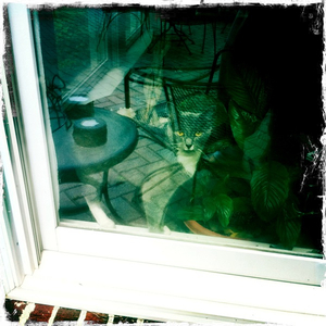 Hip 335292999.234474