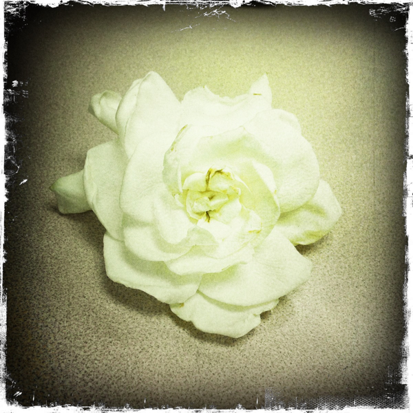 Hip 333992878.816253