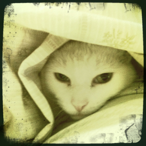 Hip 327516962.673463