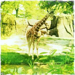 Hip 335299504.735373