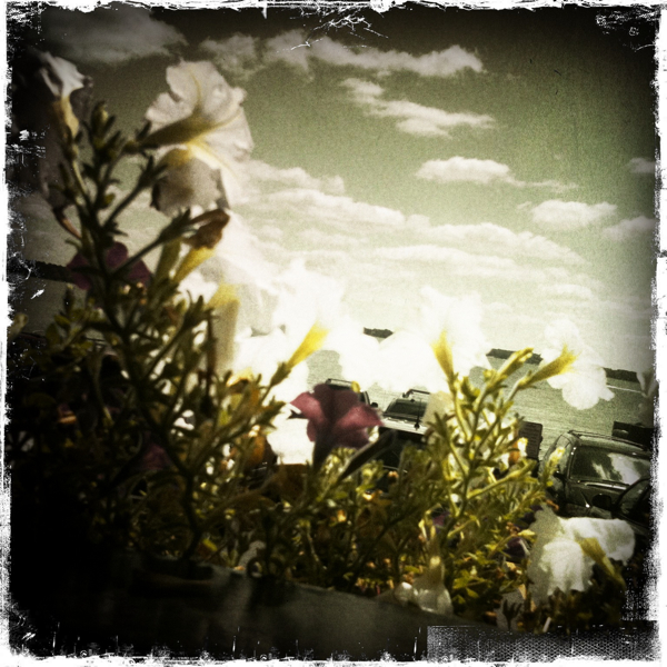 Hip 335038139.155564