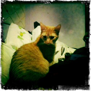 Hip 335320615.685707