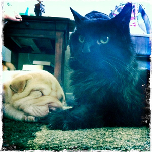 Hip 335218144.547790