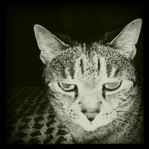 Hip 331439694.592212