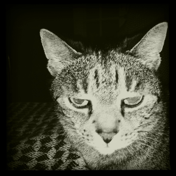 Hip 331439694.592212