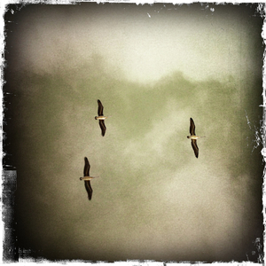 Hip 334373028.881824