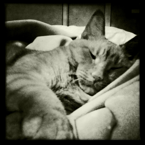 Hip 335335255.328642