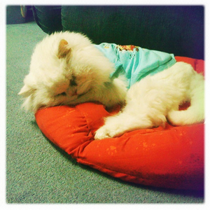 Hip 329598240.964390