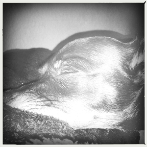 Hip 335343259.158541