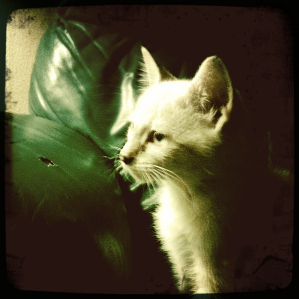 Hip 334303435.332061