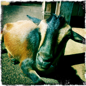 Hip 335305415.829367