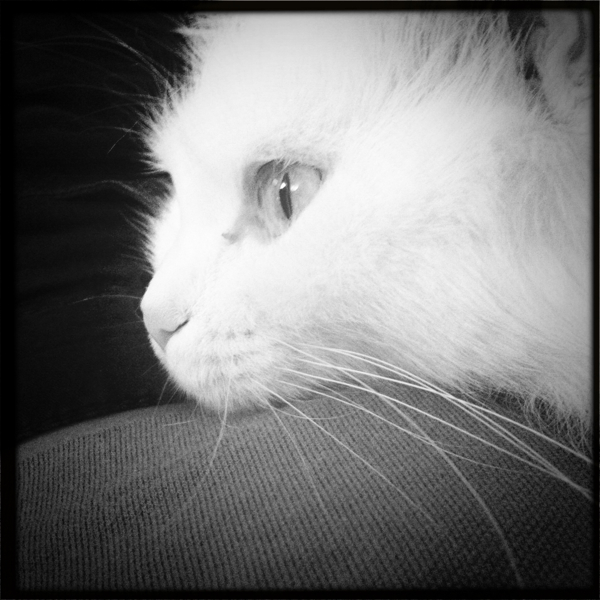 Hip 335353850.250895