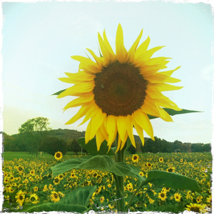 Hip 335336245.008106