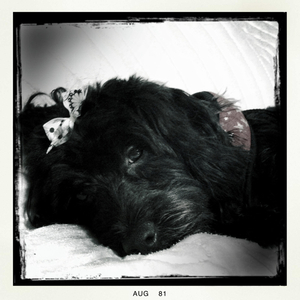 Hip 334461720.709002