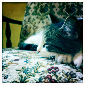 Hip 335362884.923953