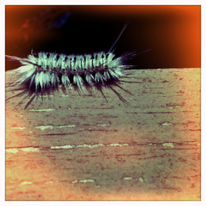 Hip 335284610.604042