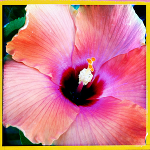 Hip 334257273.060654