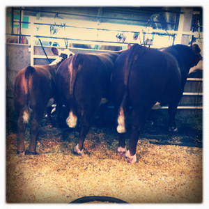 Hip 334948166.241484