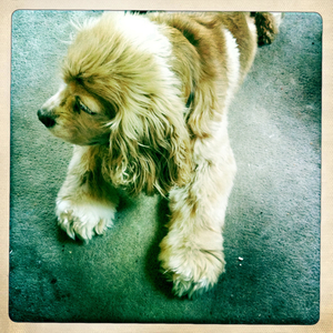 Hip 335040520.931549