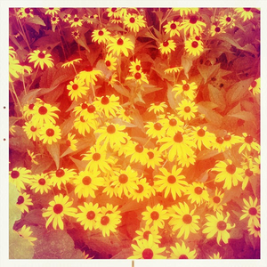 Hip 334278095.342536