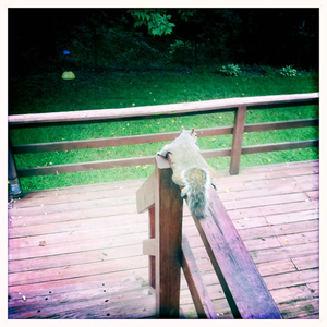 Hip 335119756.713632