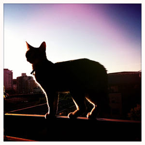 Hip 335325775.439401