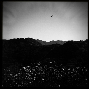 Hip 334365595.113807