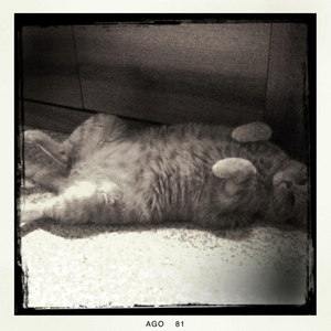 Hip 335394811.909250