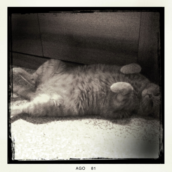 Hip 335394811.909250