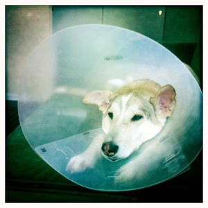 Hip 335398530.644498