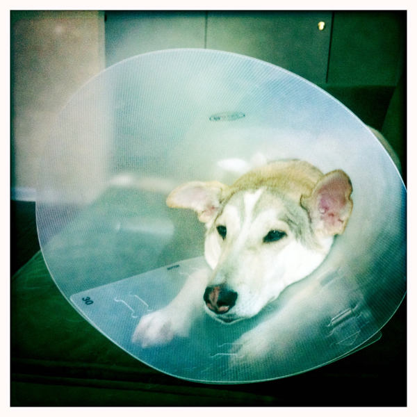 Hip 335398530.644498