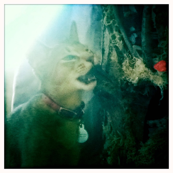 Hip 335409167.001592