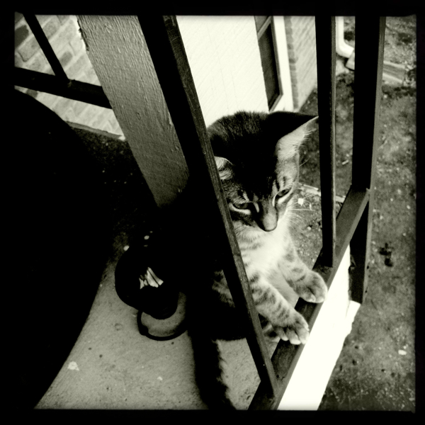 Hip 335408654.333375