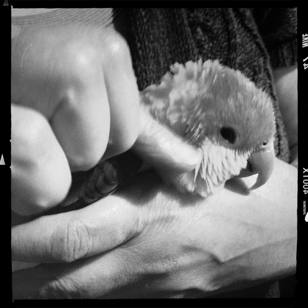 Hip 335412833.633502