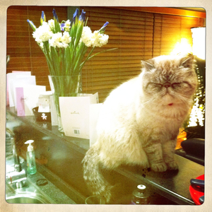 Hip 334490416.776202