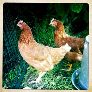 Hip 333222101.737102