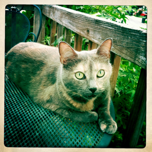 Hip 334021965.313056