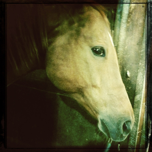 Hip 331850297.303342