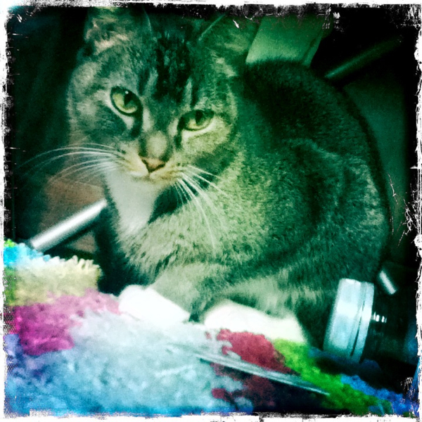 Hip 335216271.316572