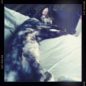 Hip 335453770.377164