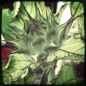 Hip 335449606.432489