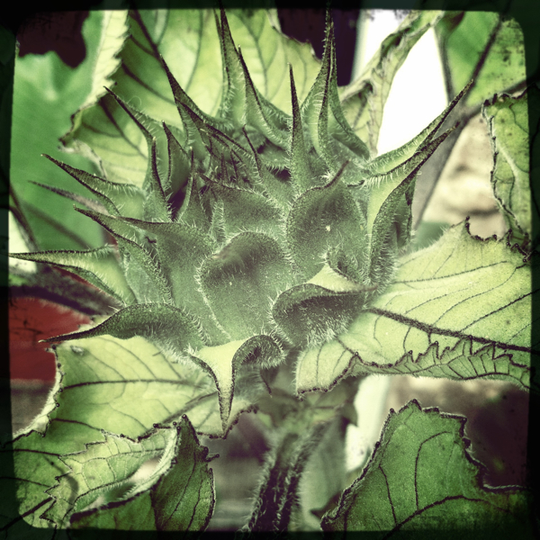 Hip 335449606.432489