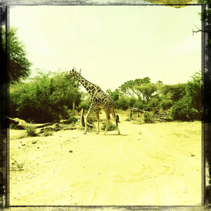 Hip 334139773.646103