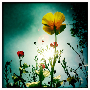 Hip 335456126.801227