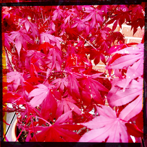 Hip 335461652.661785